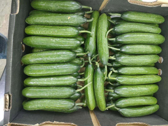 cucumbers