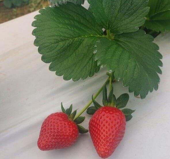 strawberries