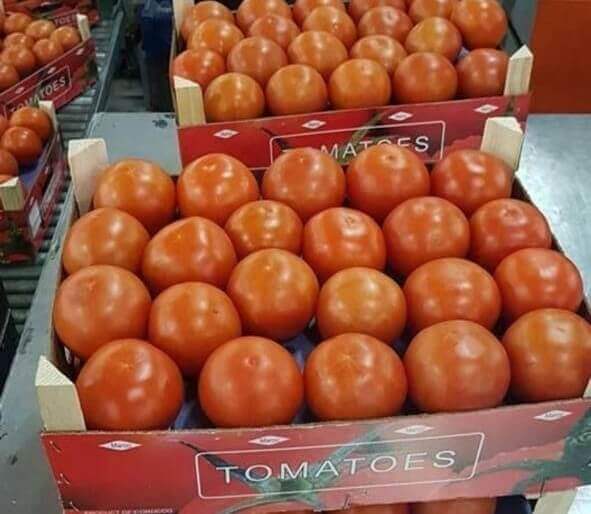 tomatoes